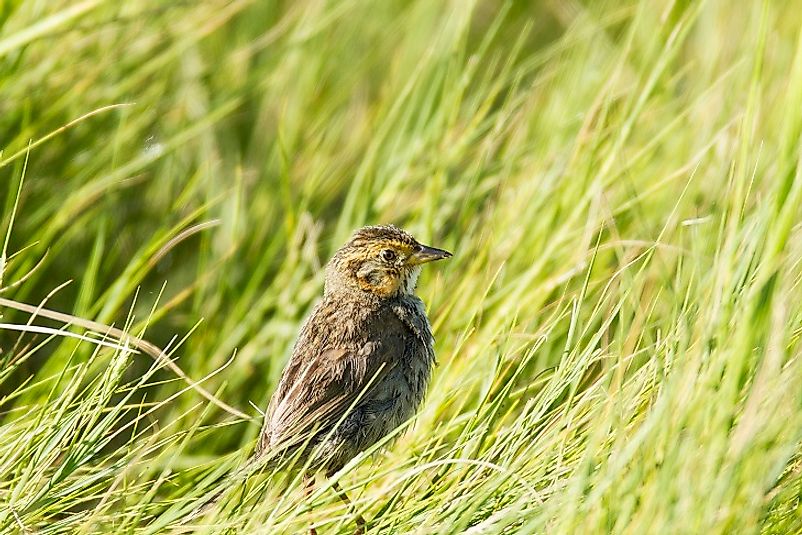 A Salt-Marsh Sparrow in a Massachusetts wetland.