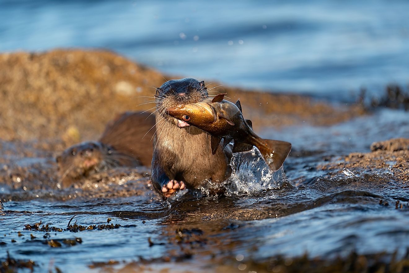 An adult female European Otter ( Lutra lutra) rushing out of water towards camera with a large fish. Image credit: Chrispo/Shutterstock.com