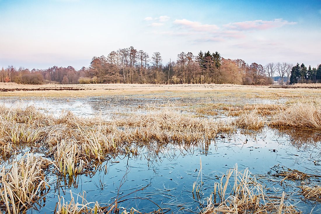 Unlike marshes and swamps, wet meadows only contain standing water during some parts of the year. 