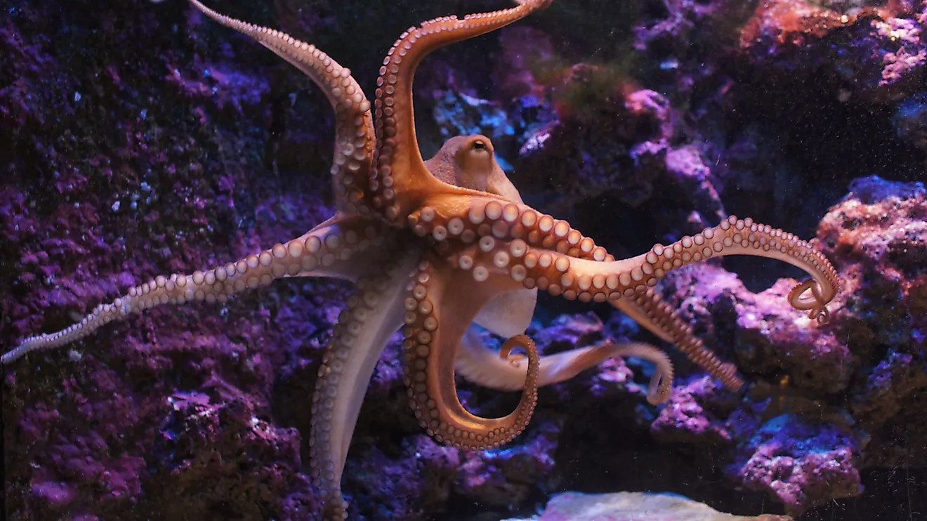  orange common octopus