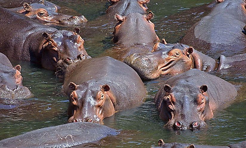 A herd of hippopotamuses in Sudan.