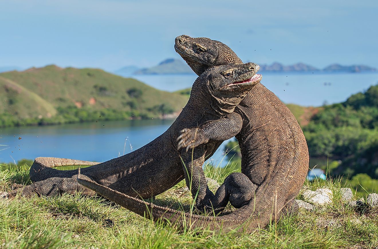 Komodo dragons in Komodo Island of Indonesia. 