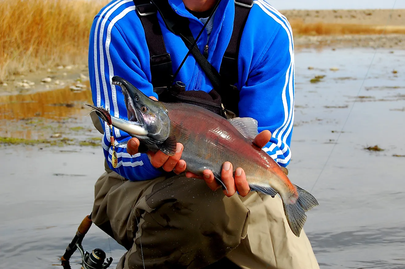 Kokanee Salmon caught in the US