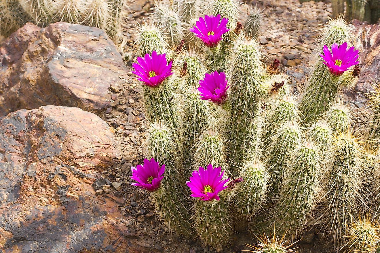 Scarlet Hedgehog cactus blooming in the desert in Arizona. Image credit: You Touch Pix of EuToch/Shutterstock.com