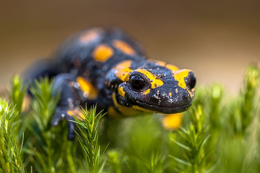 The fire salamander is a type of reptile that can be found in Poland. 