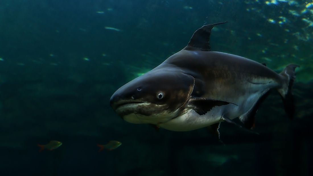 Several species of catfish can be found throughout Niger, despite its climate being predominately desert.