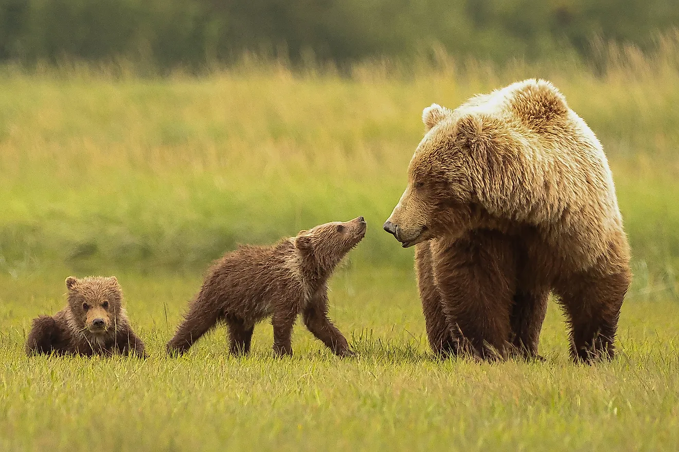 Brown bear family with babies in Katmai National Park, Alaska. 