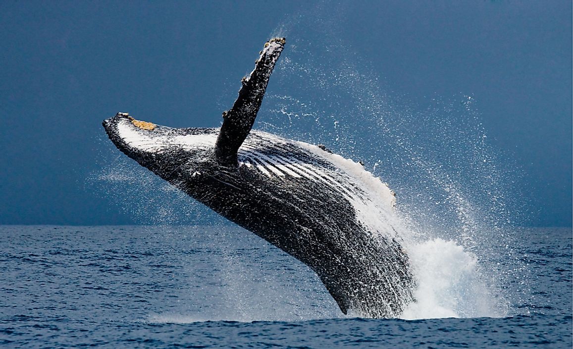 A humpback whale. 