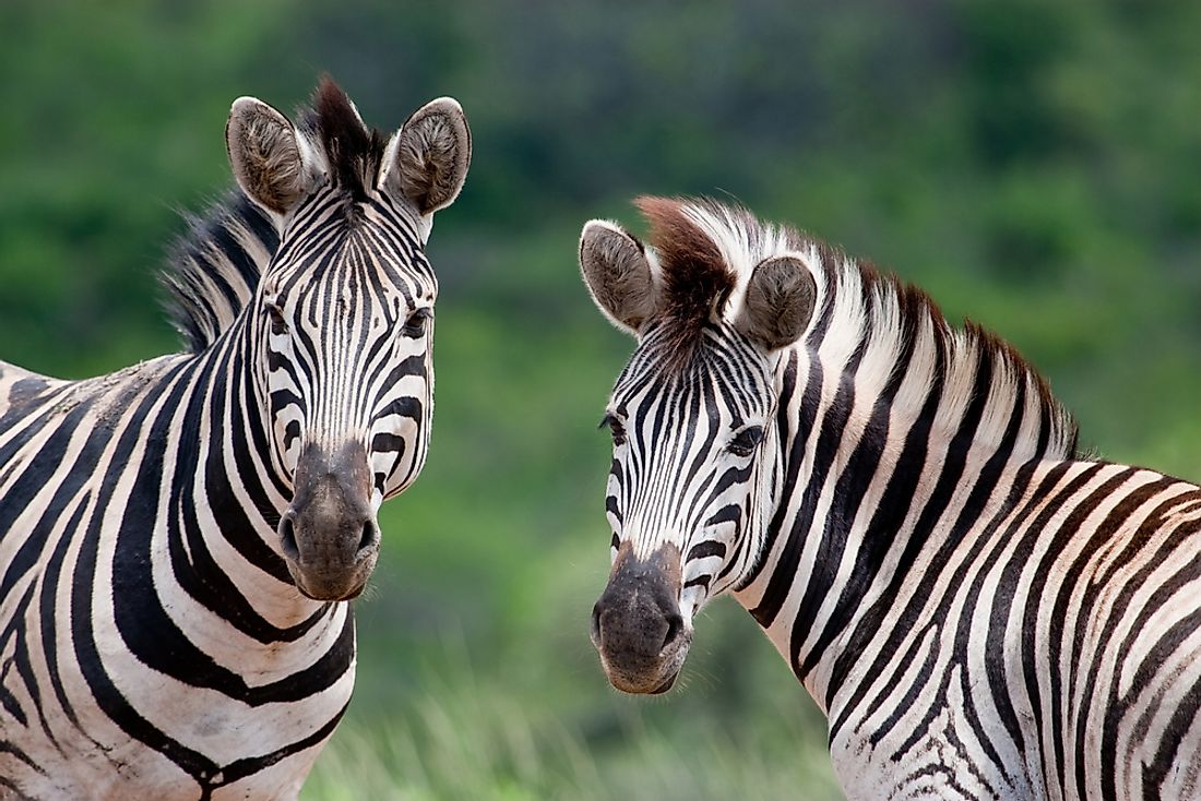 Burchell's zebras in South Africa. 