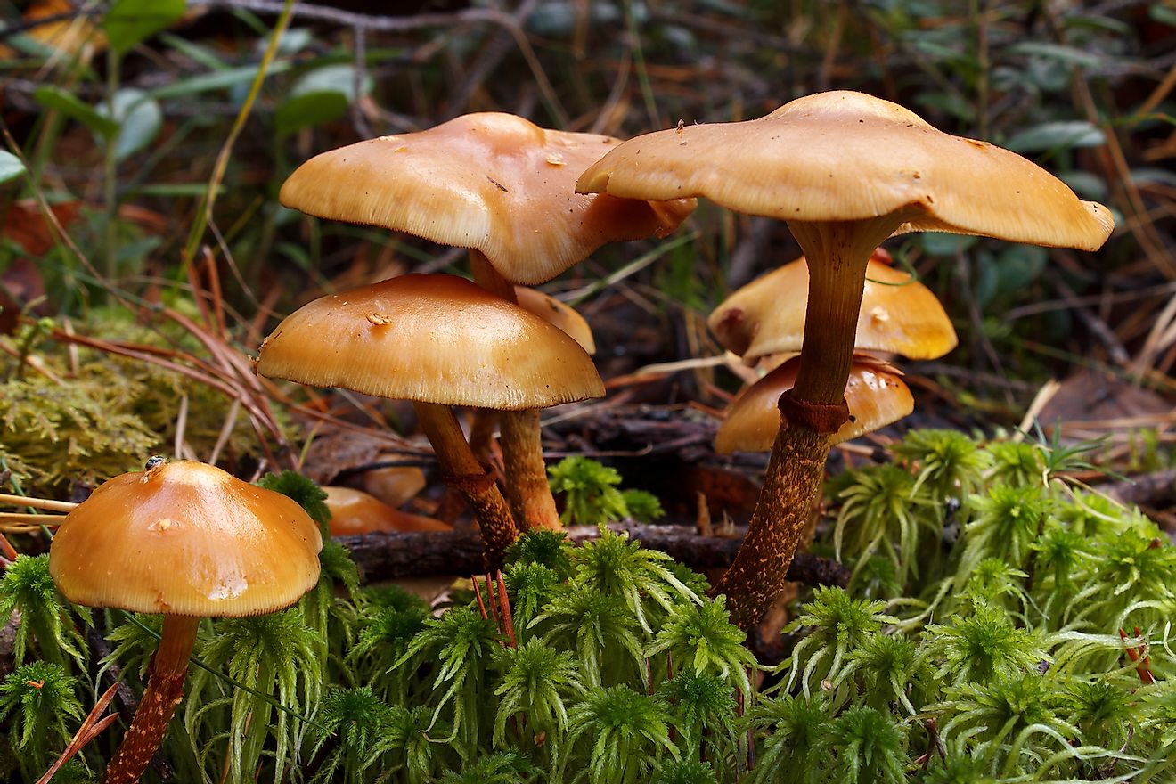 Poisonous webcap mushrooms. Image credit: Ari N/Shutterstock.com