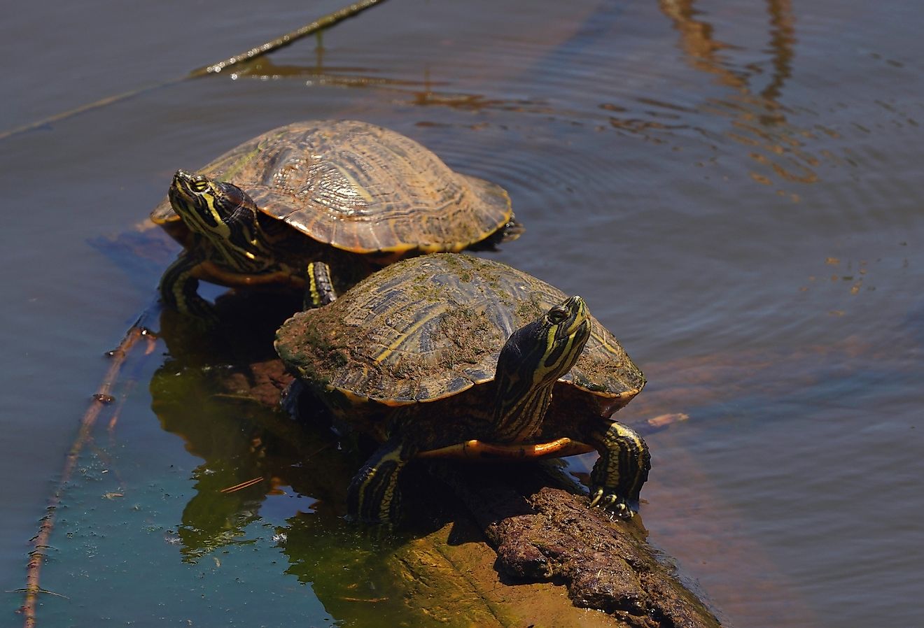 Alabama Red Bellied Turtles catching the morning sunlight.