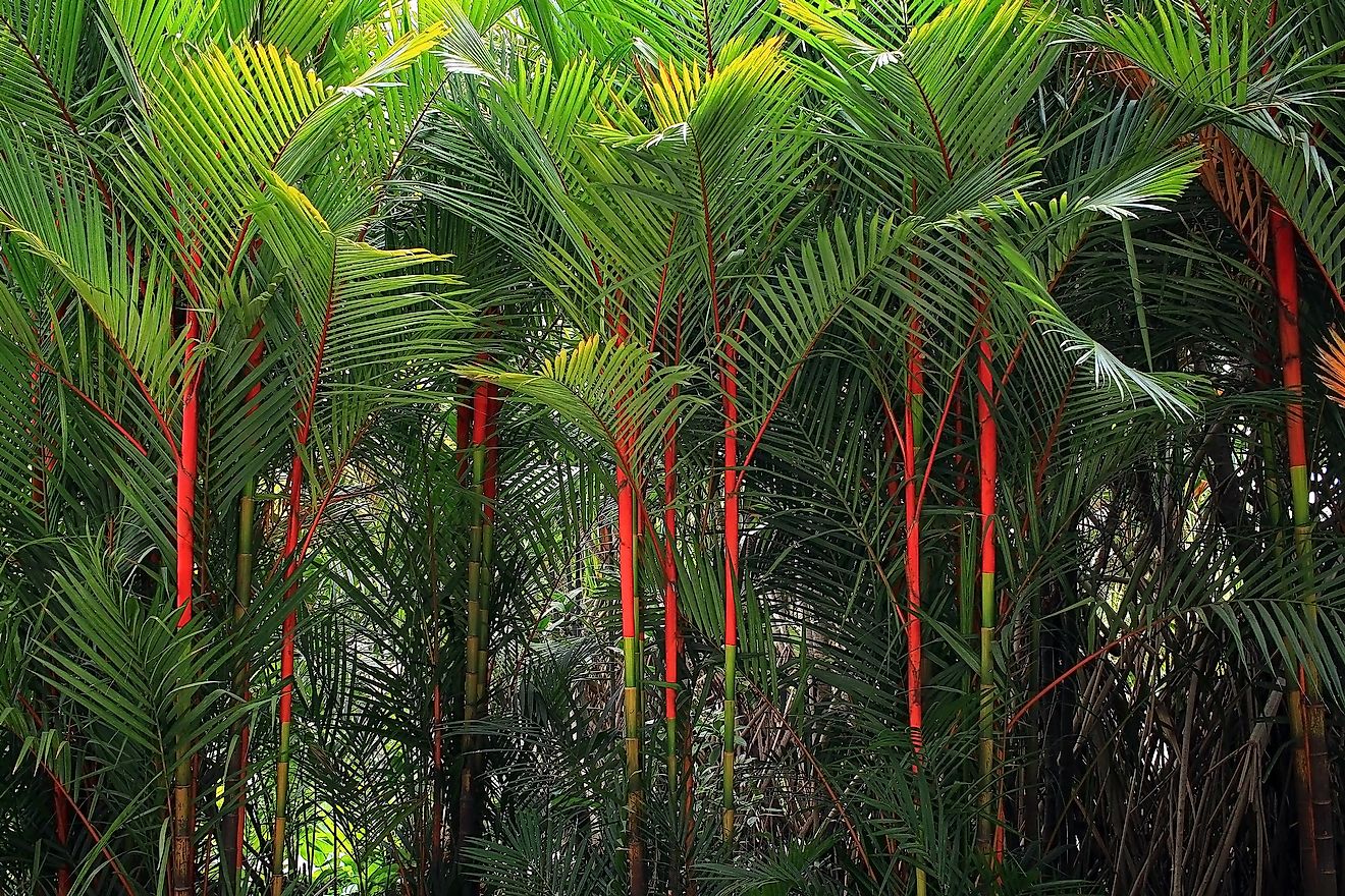 Lipstick Palm