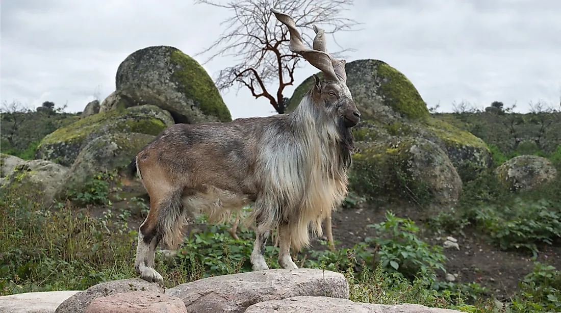 A markhor. 