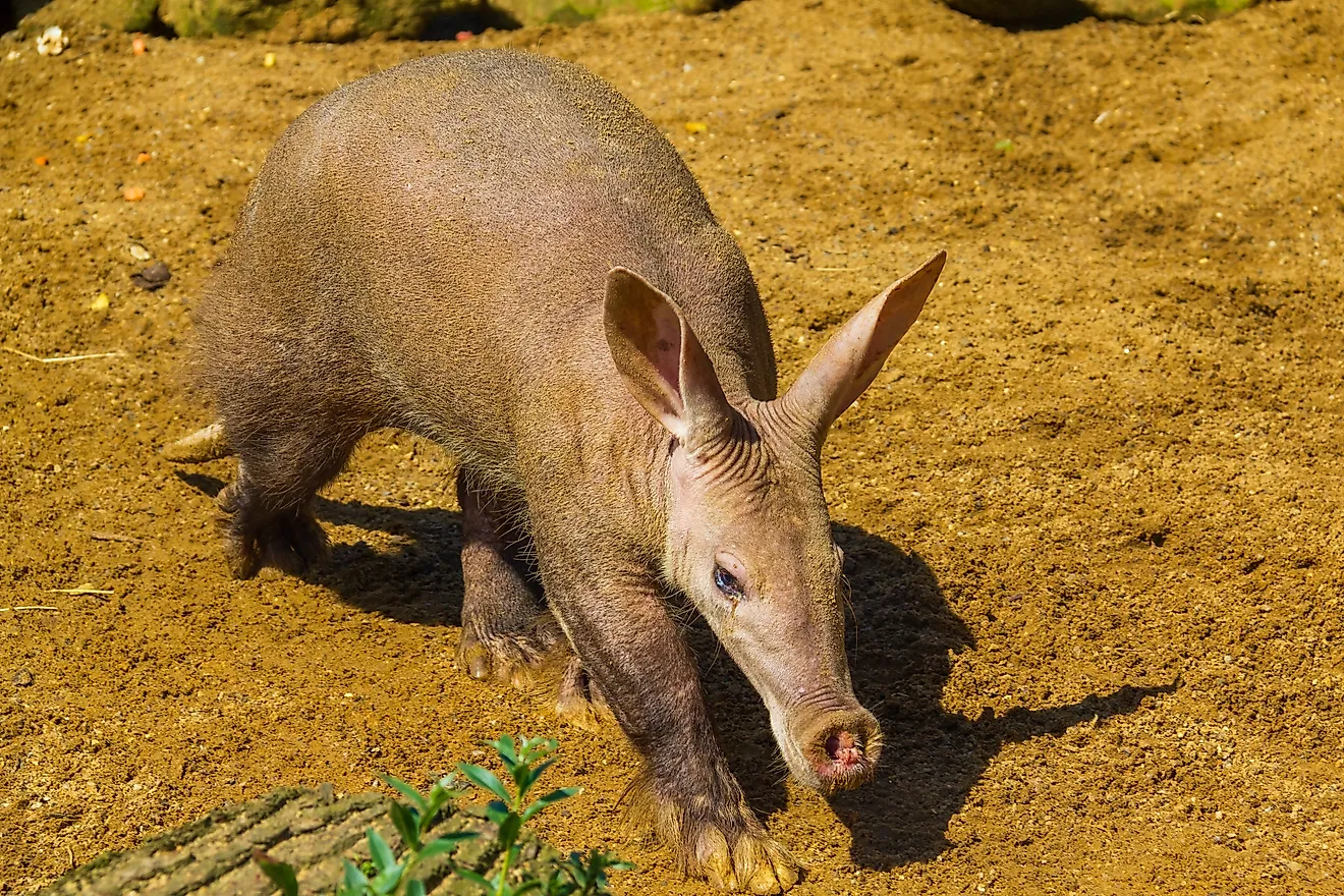 An aardvark (Orycteropus afer)