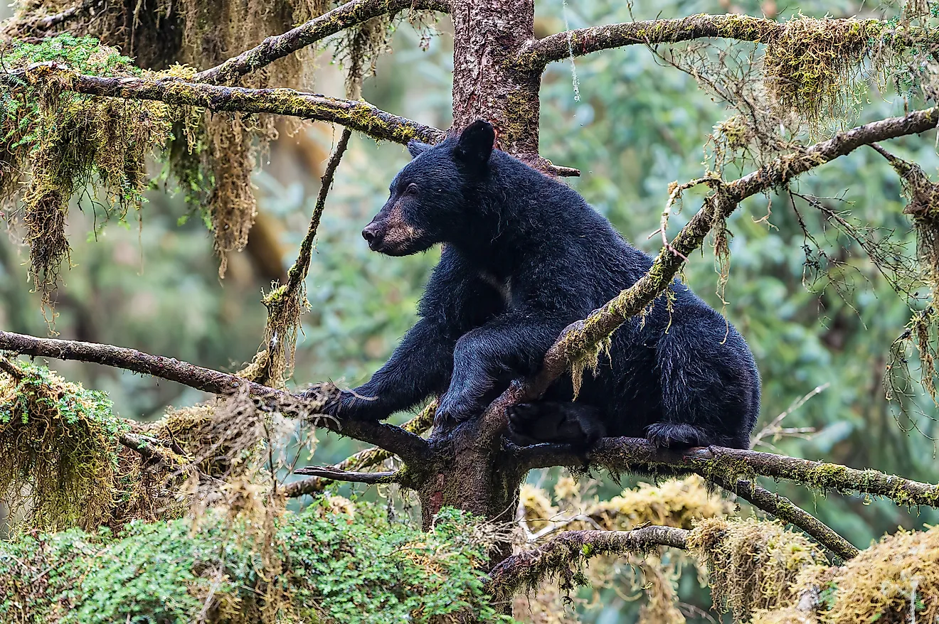 American Black Bear, Ursus americanus, Anan Creek, Tongass National Forest, Alaska. In a tree."n