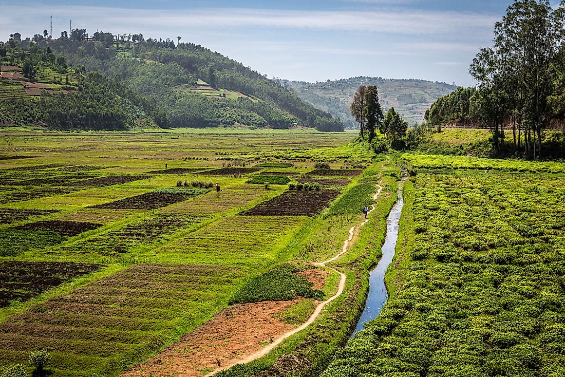 Tea fields in Rwanda. 