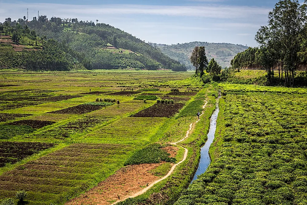 Tea fields in Rwanda. 