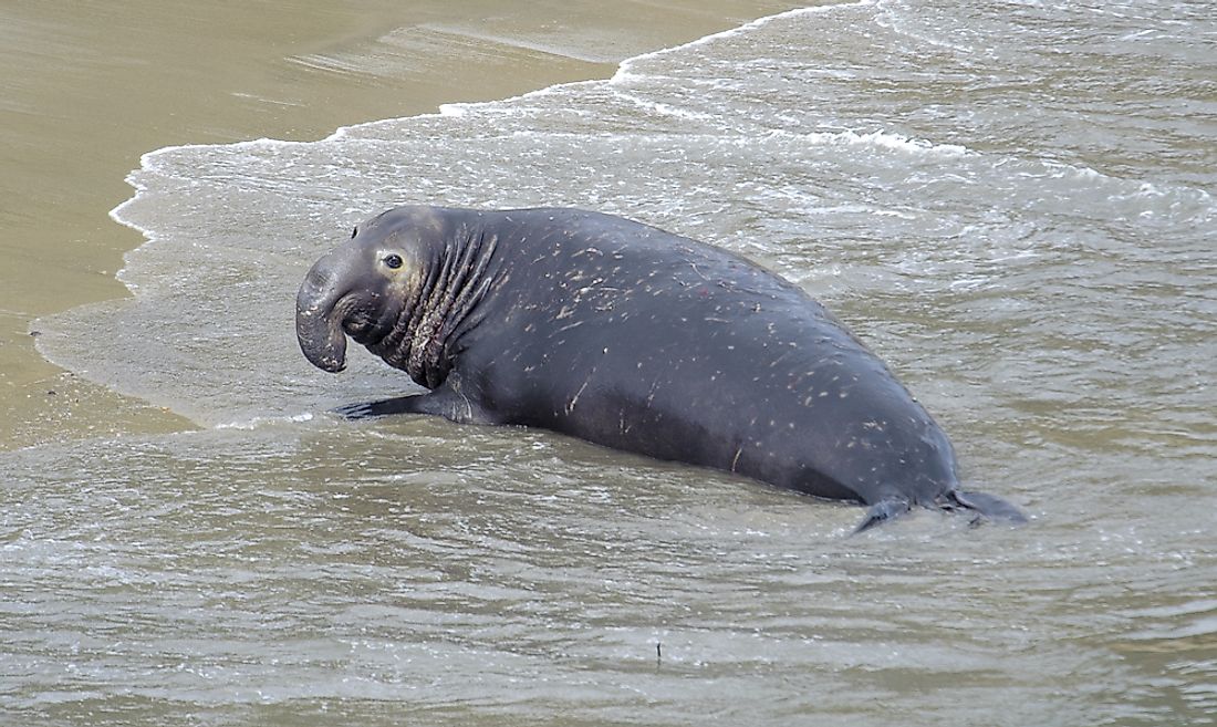The trunk-like appearance of the male elephant seal's large proboscis gave the animal its name.