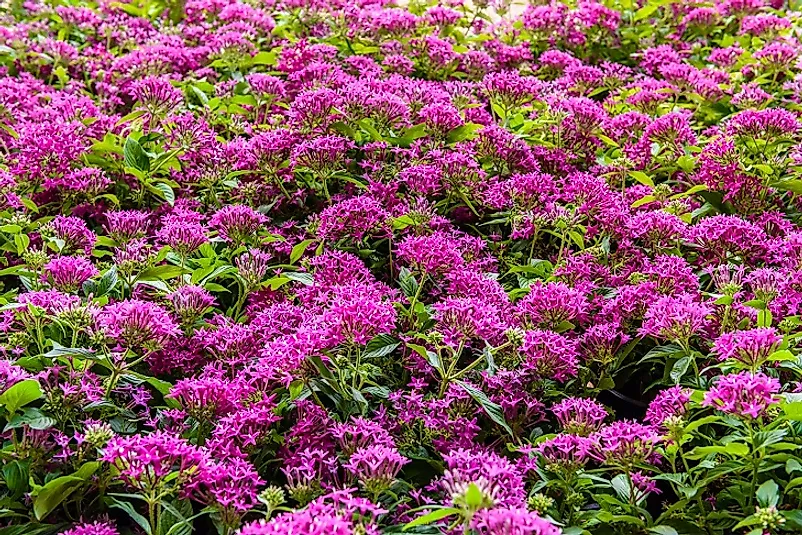 Pink Egyptian Starclusters.