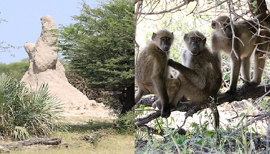 A giant termite mound (left) and monkeys (right) in Namibia's Bwabwata National Park.