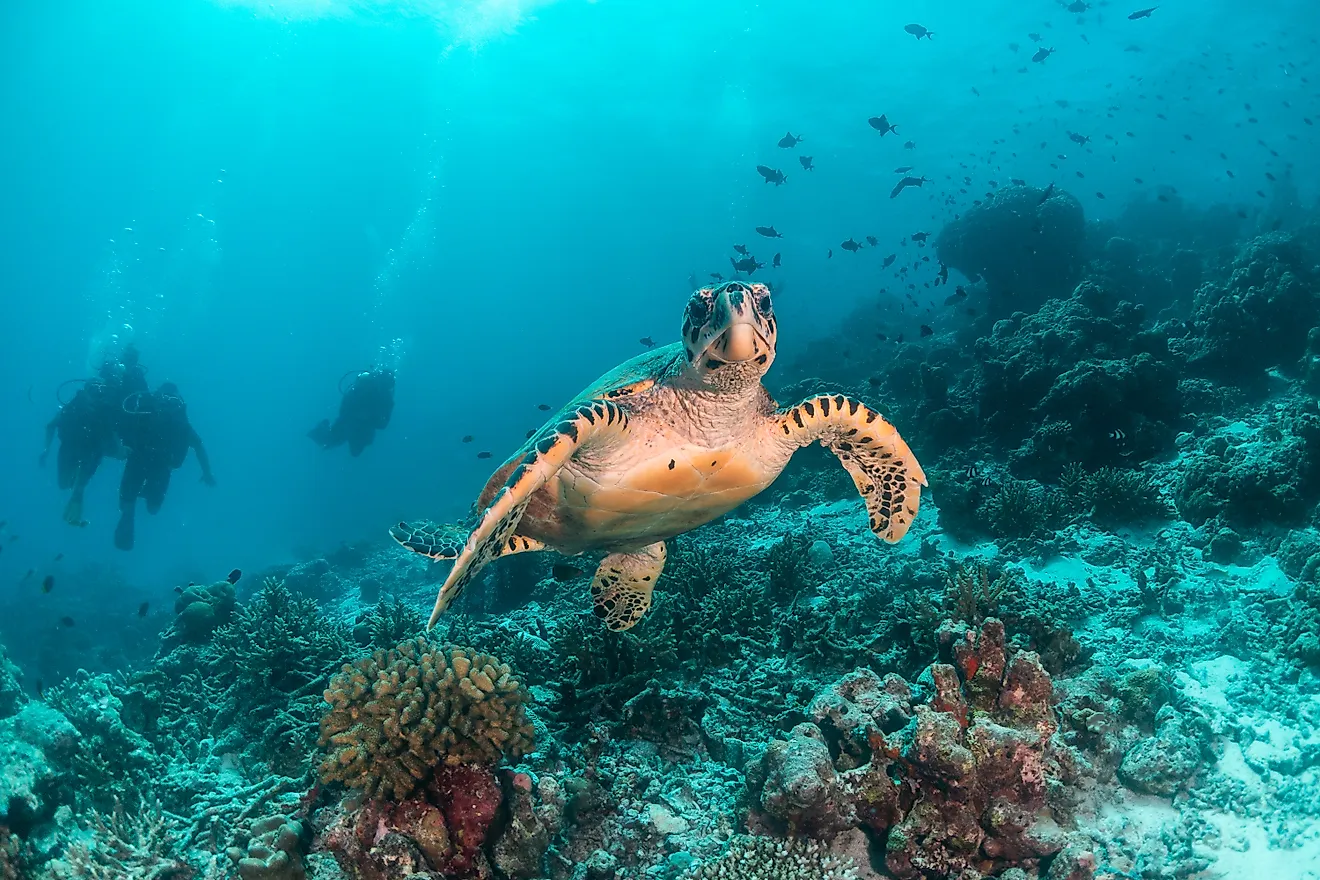 Underwater shot of an endangered hawksbill turtle among beautiful coral reef and tropical fish. 