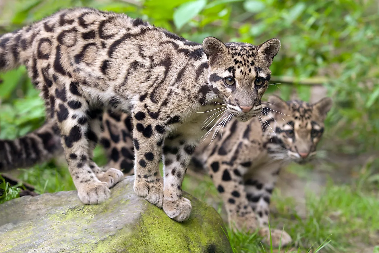 Clouded leopards in the Taman Negara National Park.