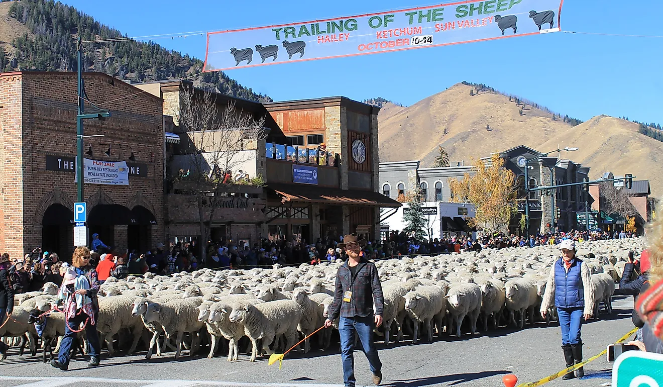 The Trailing of the Sheep Festival in Ketchum, Idaho. Image credit Rickmouser45 via Commons.Wikimedia.org
