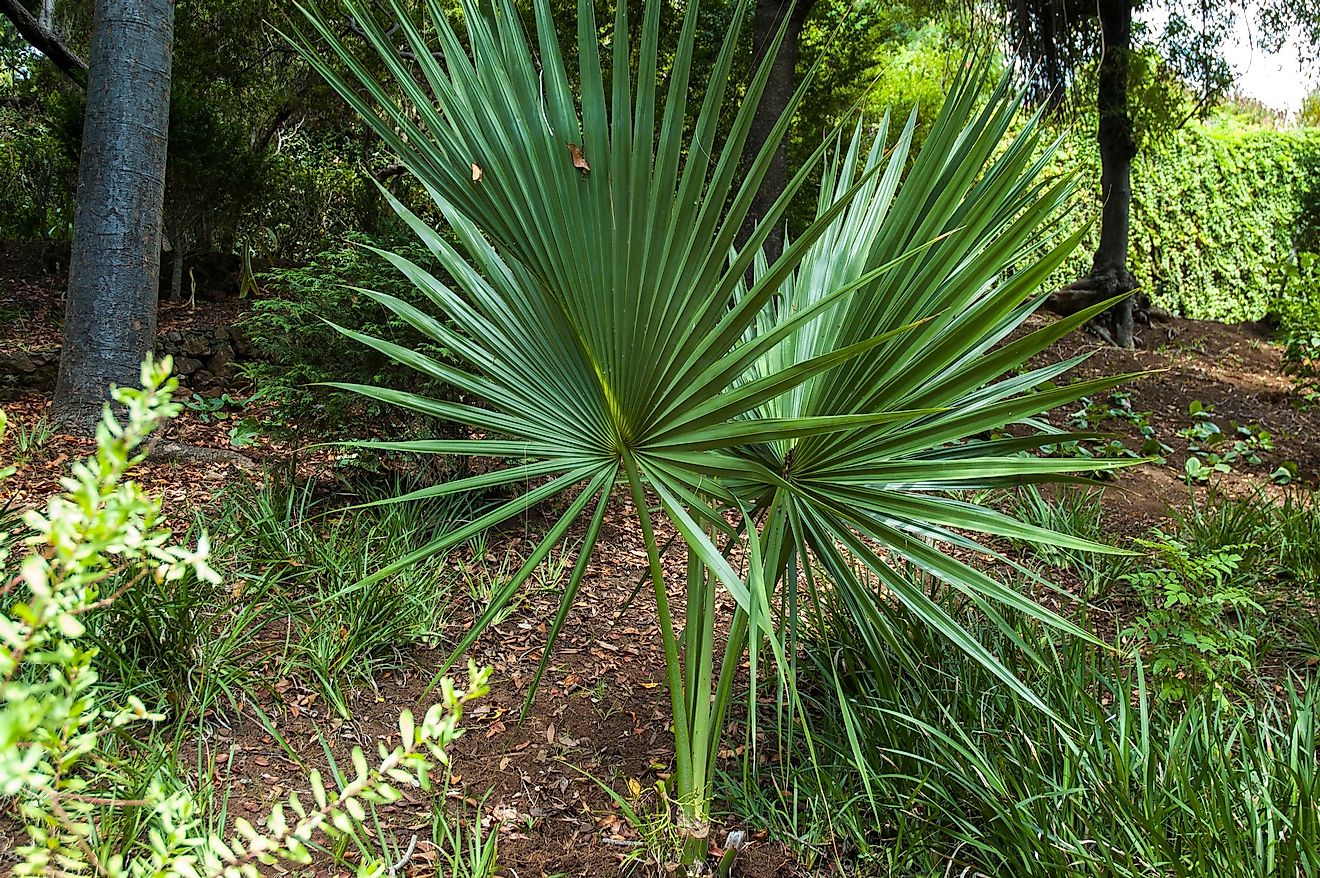 Washingtonia robusta