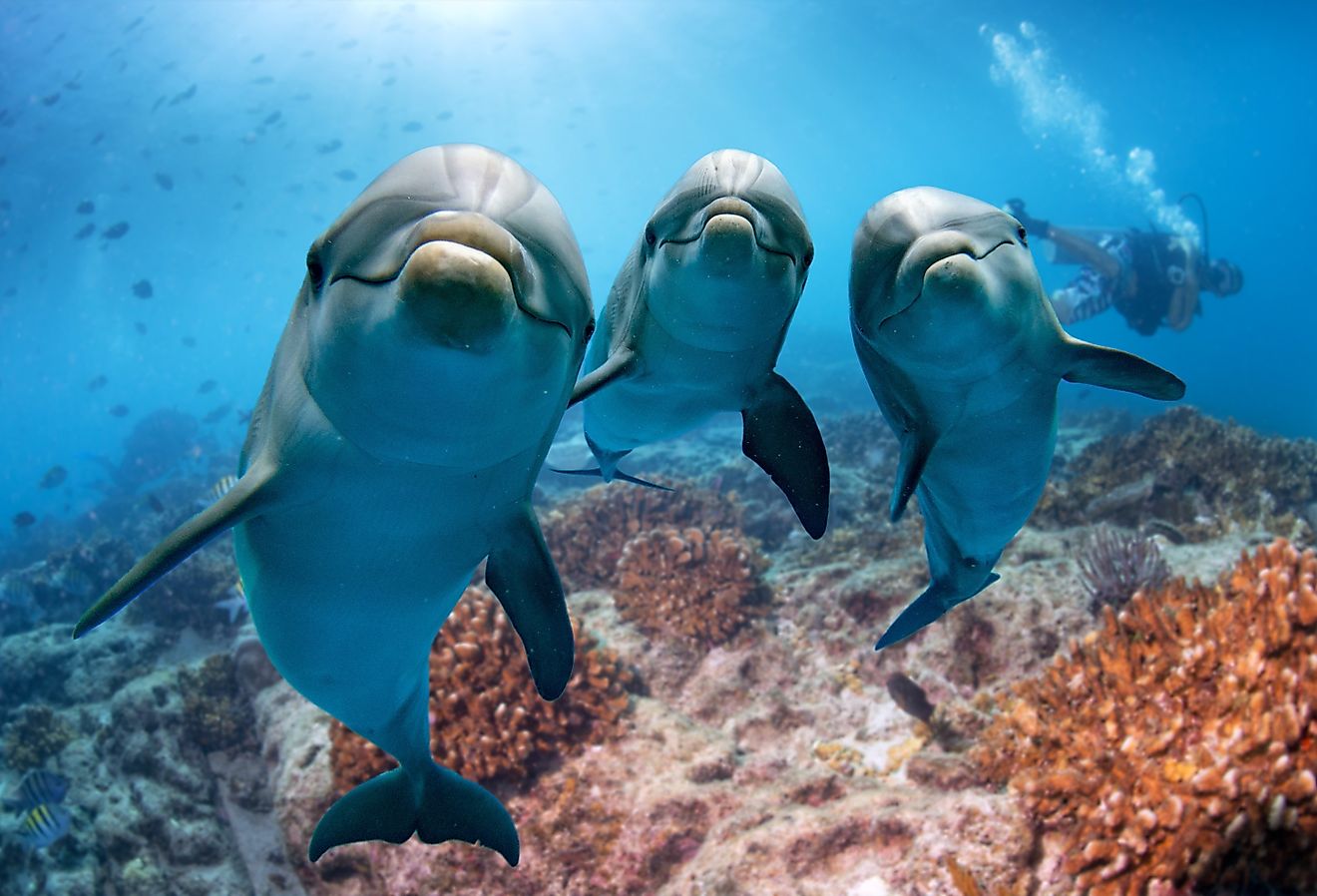 Three dolphins underwater.