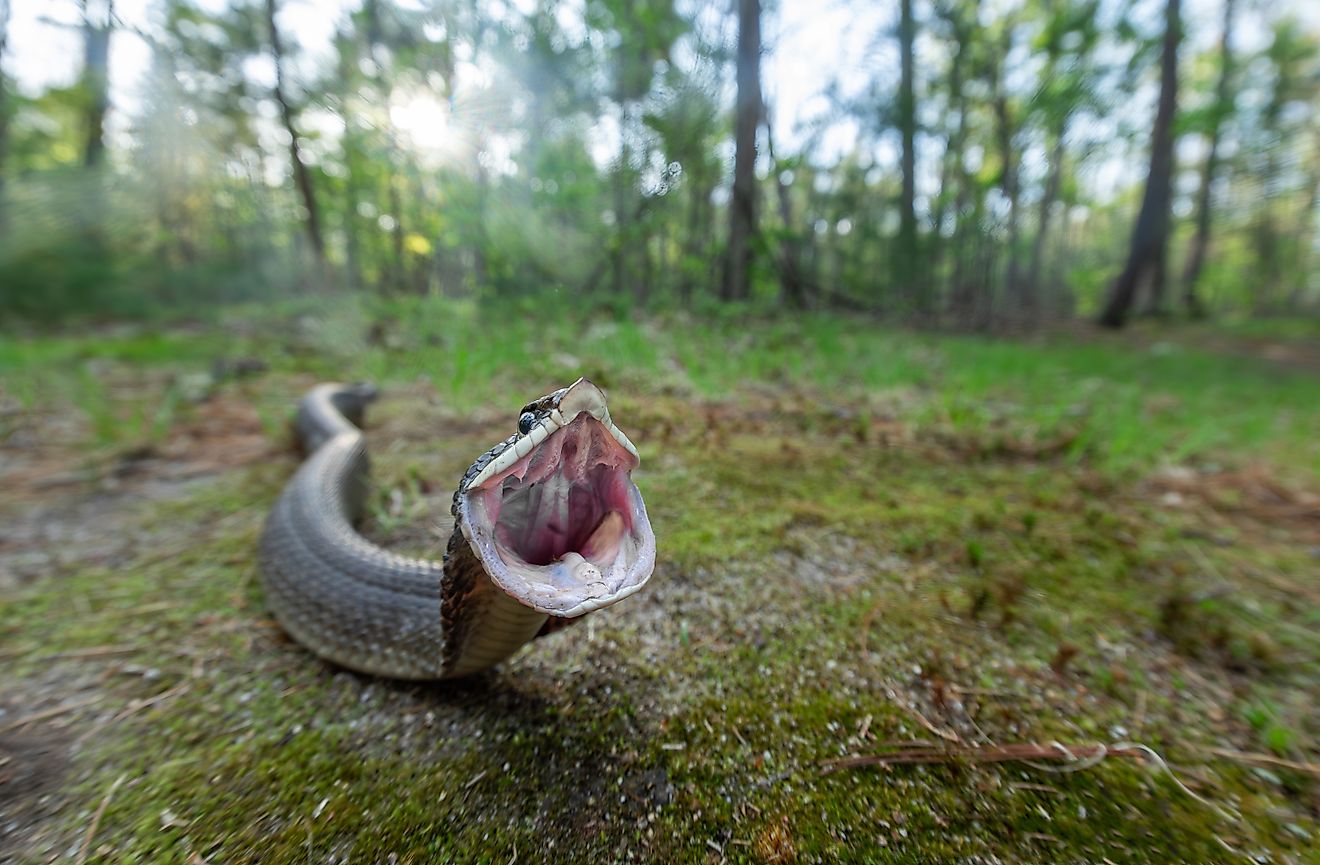 Eastern hognose snake mouth gaping as part of its defensive strategy from Massachusetts 