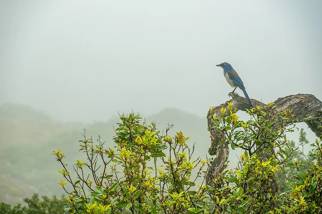 Island Scrub-Jay pauses on a branch on a foggy day in the Channel Islands National Park.