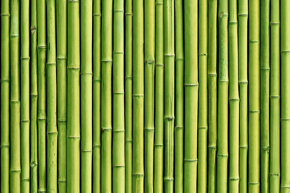 Bamboo has a number of uses.