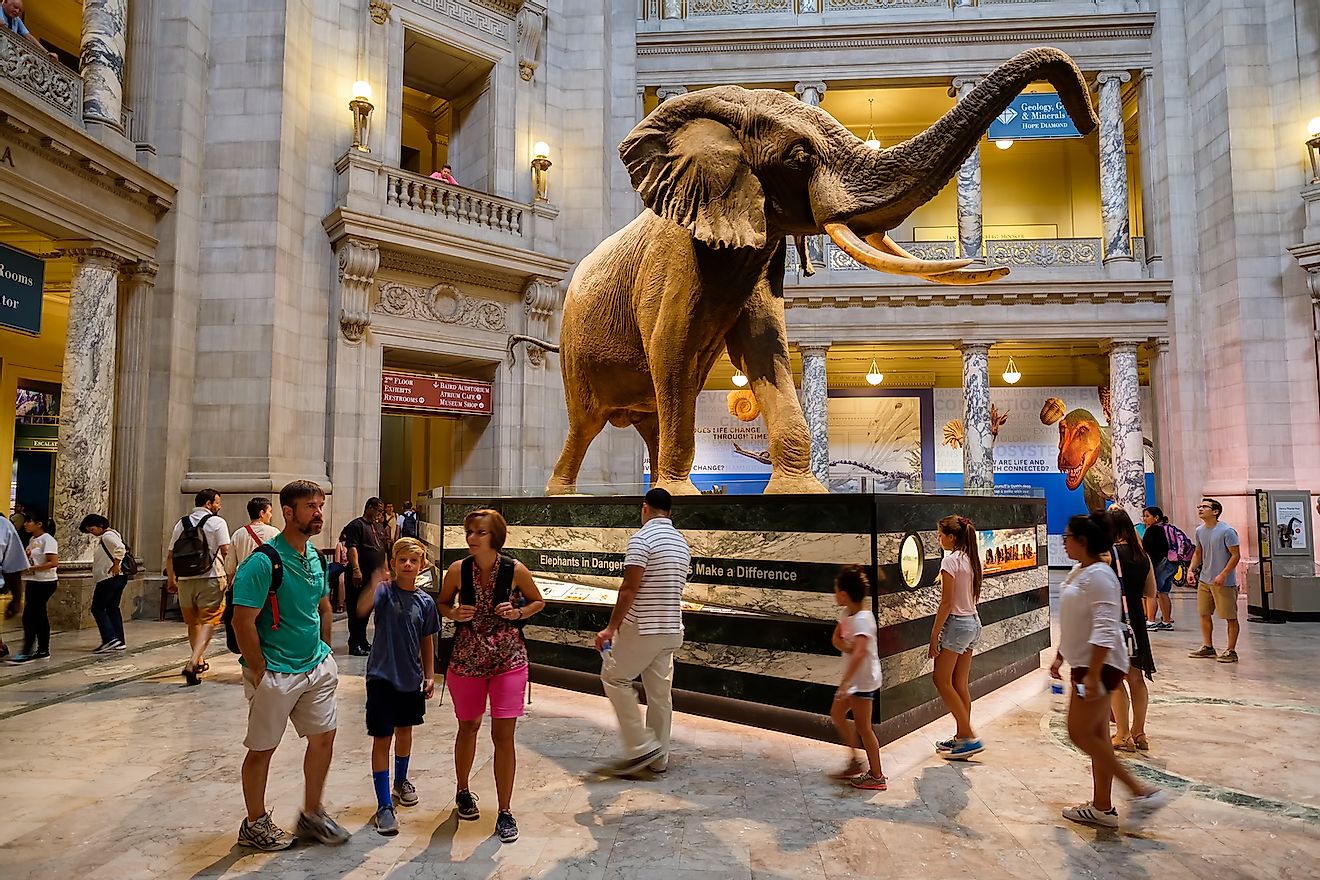 Visitors at the Main Hall of the National Museum of Natural History in Washington D.C. Image credit: Kamira/Shutterstock.com