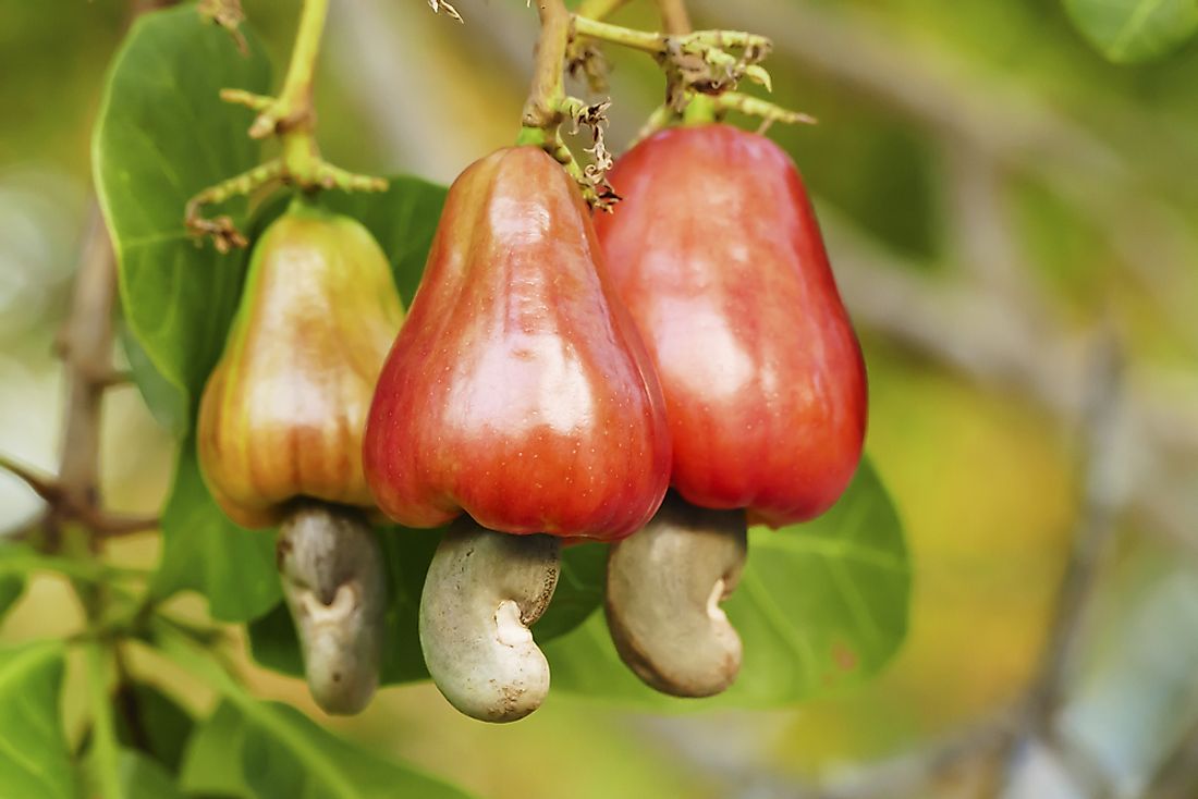 Cashews growing on a tree in a tropical garden. 