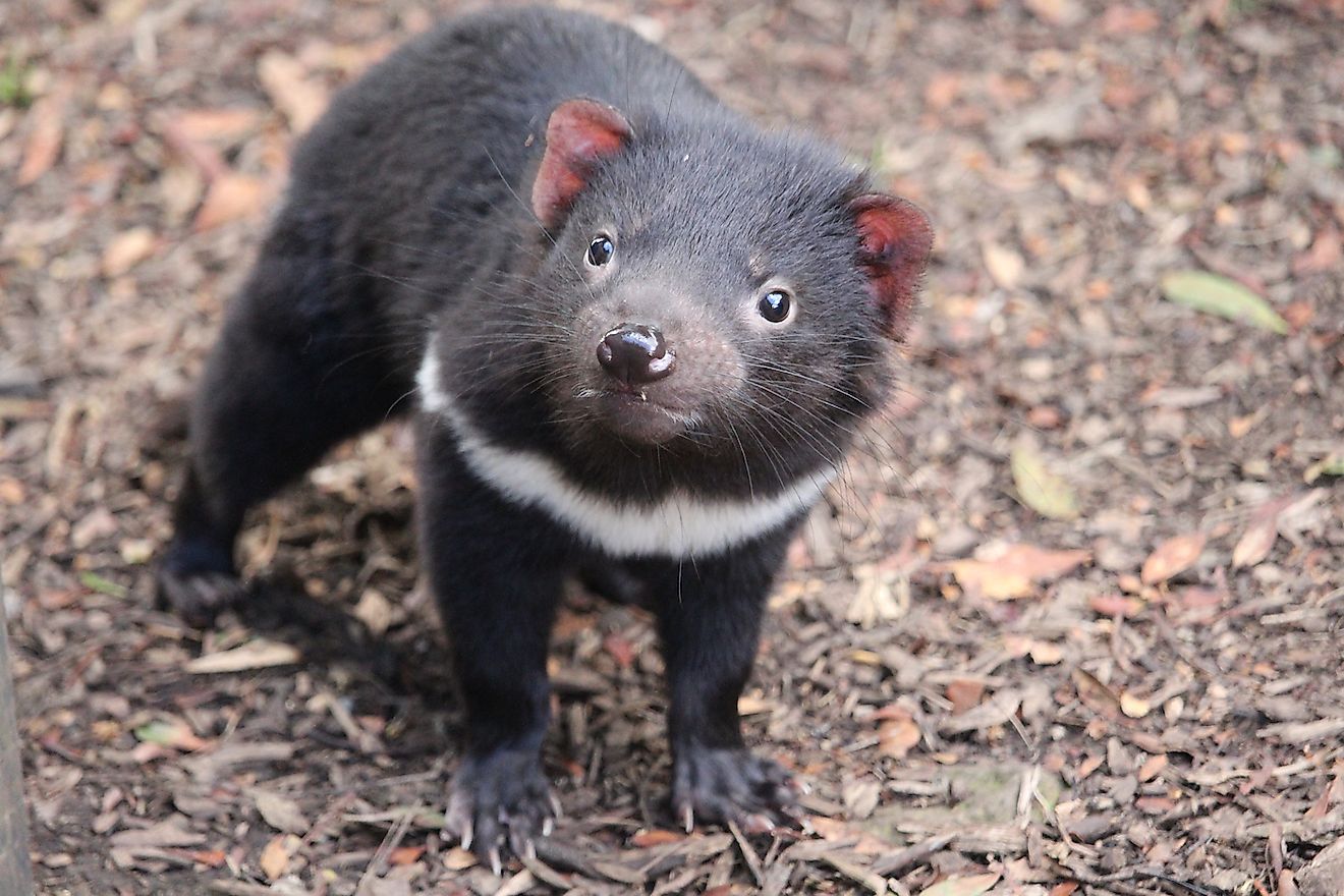 A Tasmanian Devil in Cradle Mountain, Tasmania. Image credit: LCAT Productions/Shutterstock.com