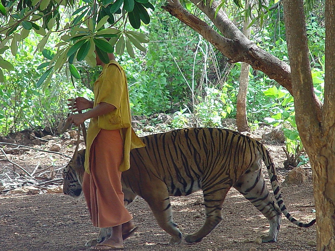 Tigers are meant to be apex predators with massive territories in their natural homes. Keeping them in confined spaces is cruelty. Image credit: Bats can make cute pets but it is best to leave them in their wild natural habitat. Image credit: MichaelJanich/Wikimedia.org