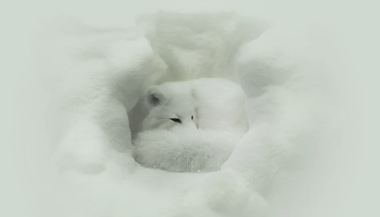 Siberian Lemming adult in winter; feeds on dwarf willow