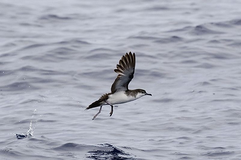 A Persian Shearwater taking off from atop the water.