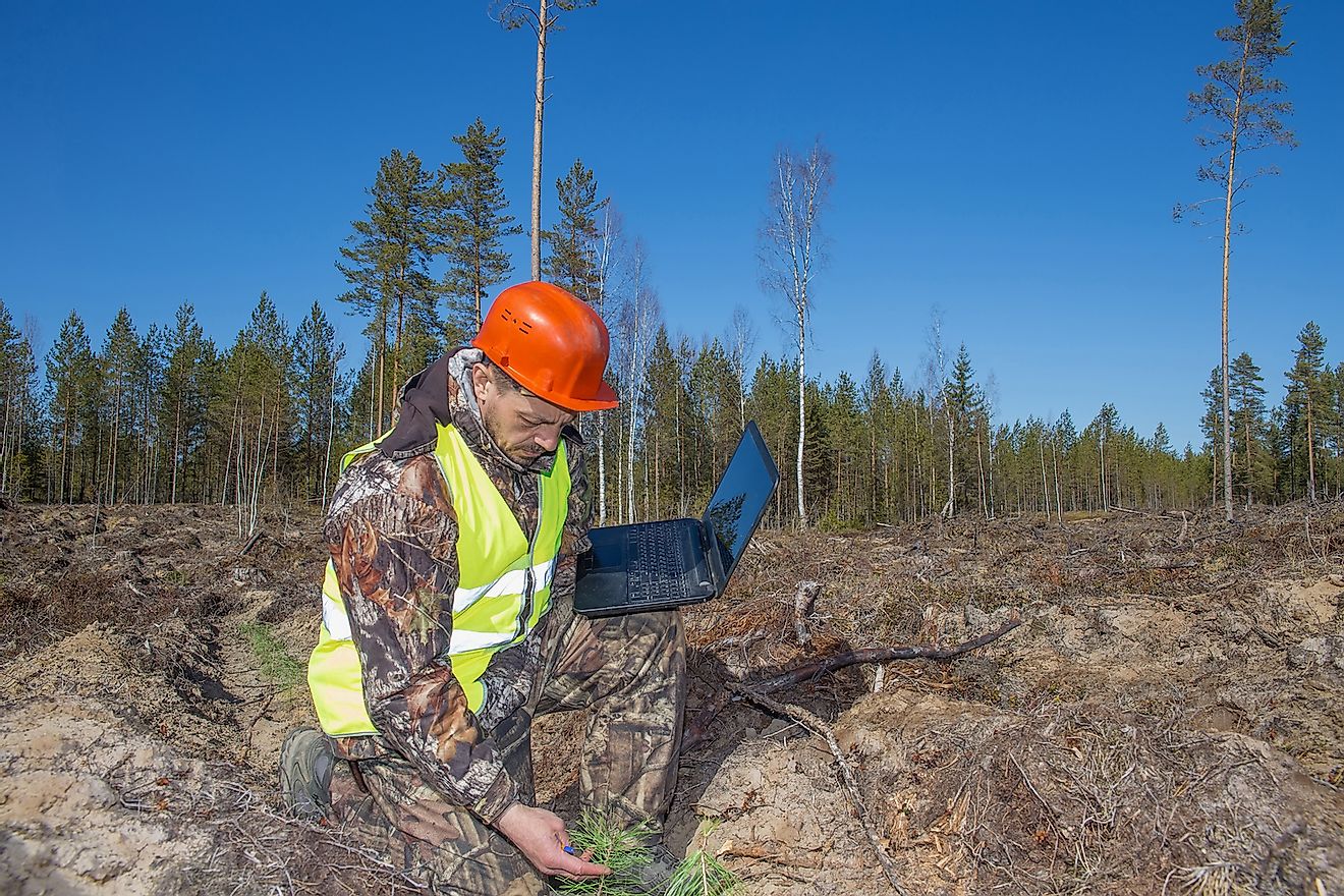 Forest engineer oversees the growth of pine seedlings. Image credit: Serrgey75/Shutterstock.com
