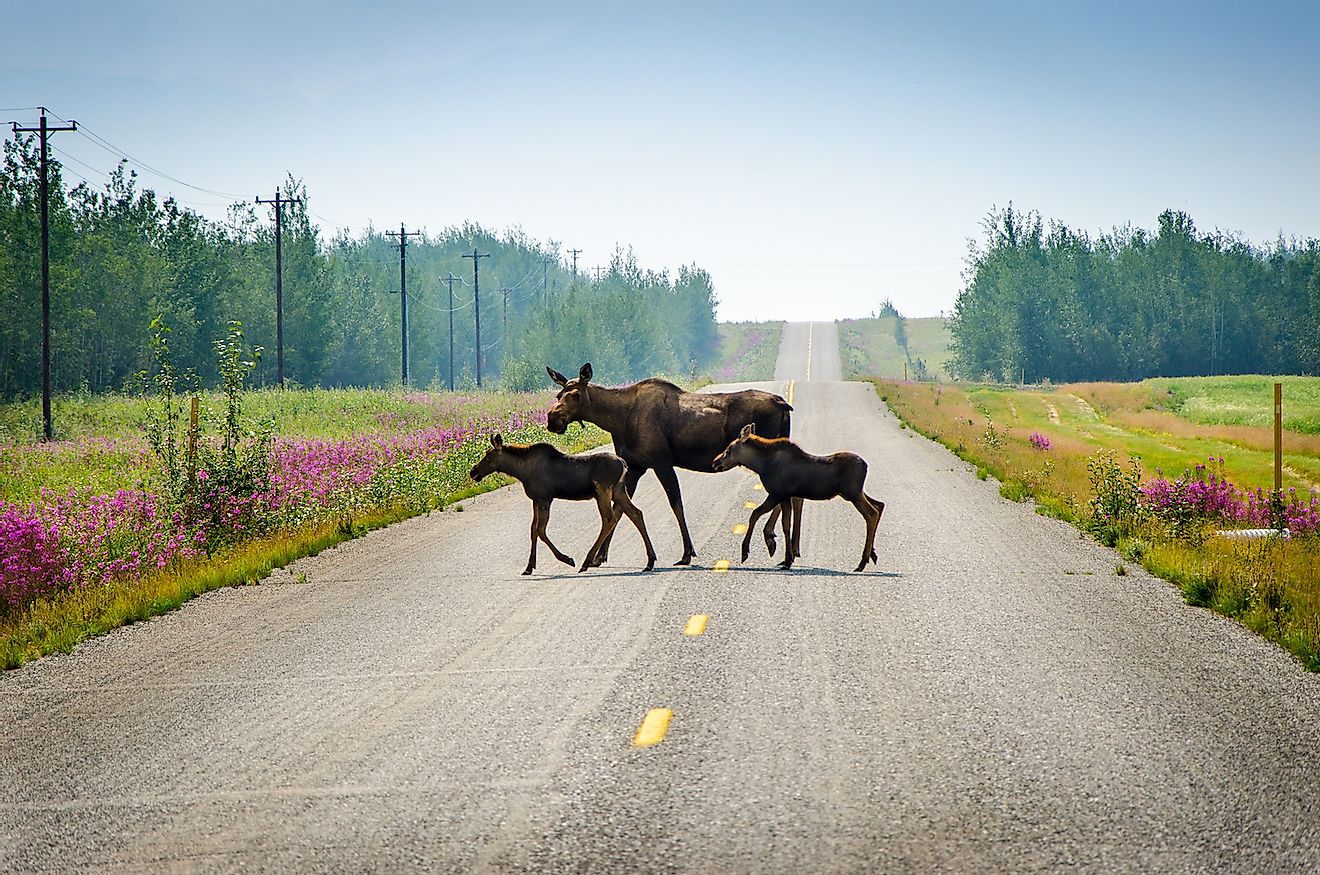 Мать и двое ее маленьких детей переходят дорогу недалеко от Дельта-Джанкшн, Аляска.  Изображение предоставлено: Трейси Менденхолл Поррека / Shutterstock.com