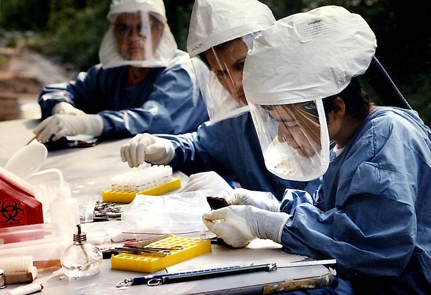 Health workers inspect specimens for the presence of infectious viral particles.