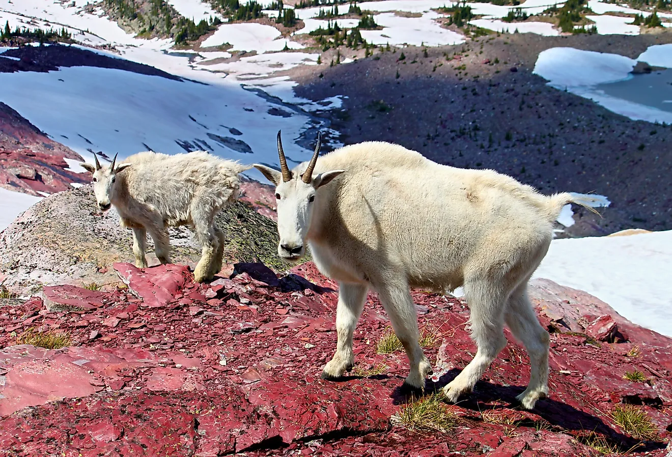 Mountain Goats (Oreamnos americanus) at Sperry Glacier in Glacier National Park. 