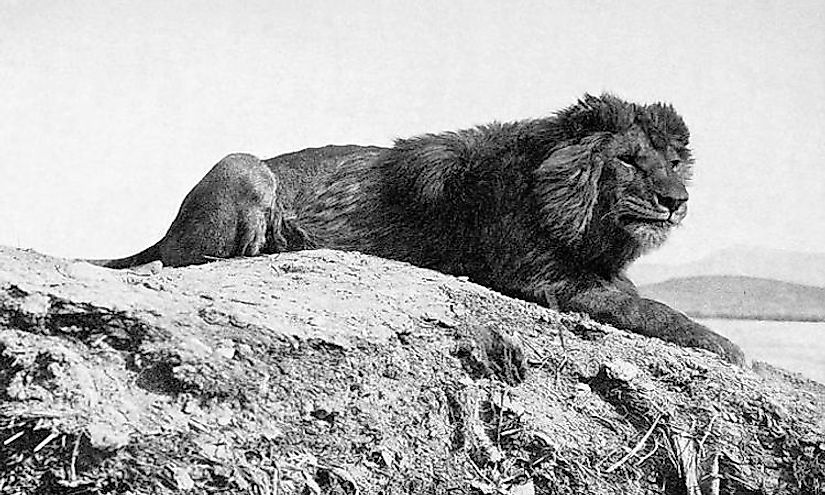 A Barbary lion from Algeria, 1893.