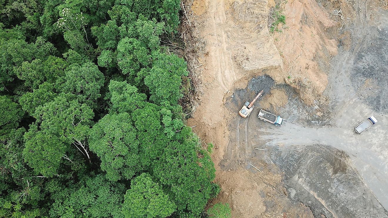 Rainforest jungle in Borneo, Malaysia, destroyed to make way for oil palm plantations.