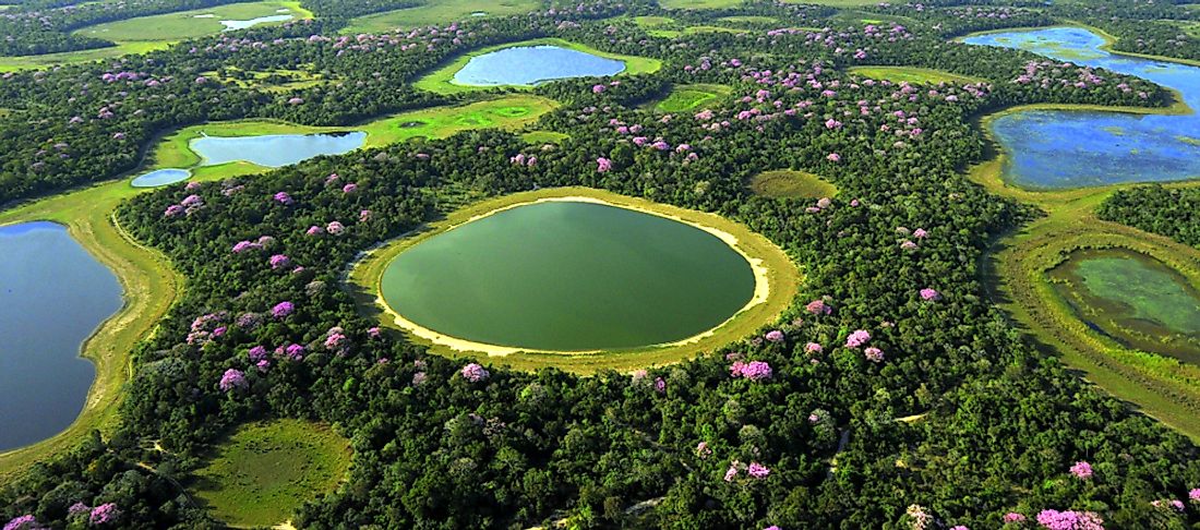 The Pantanal in Brazil. 