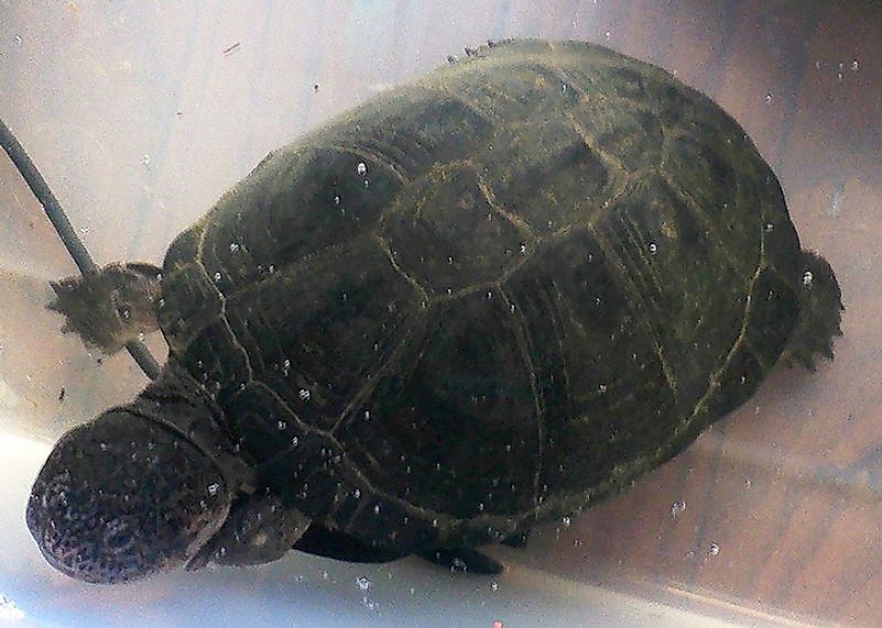 A West African Mud Turtle.