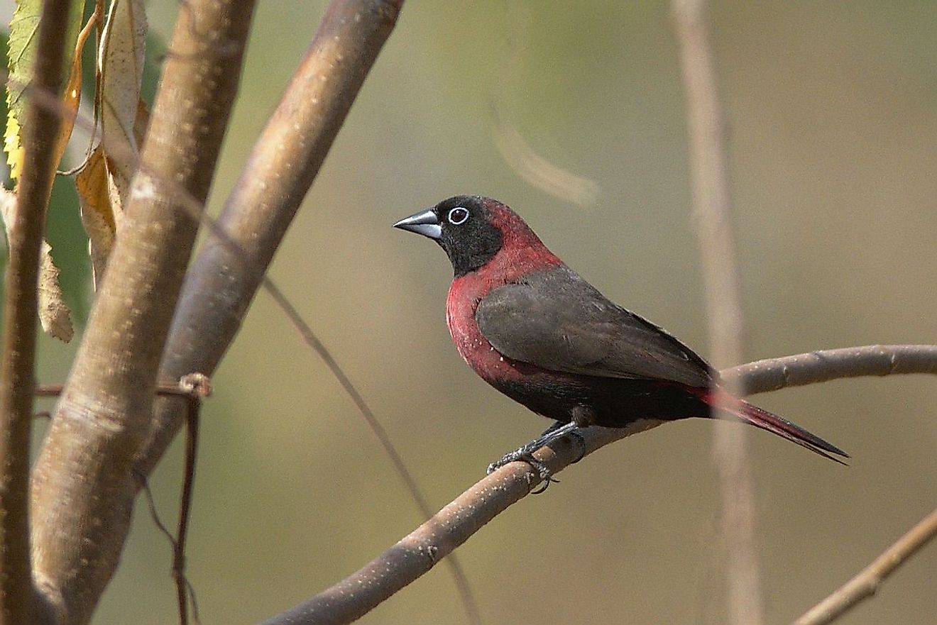 Black-faced firefinch.  Image credit: Peter Wilton / Wikimedia.org