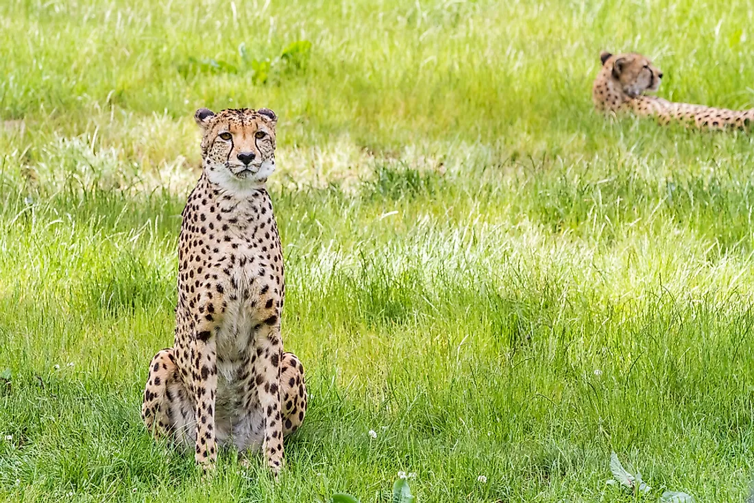 Asiatic cheetahs sitting in the grass. 