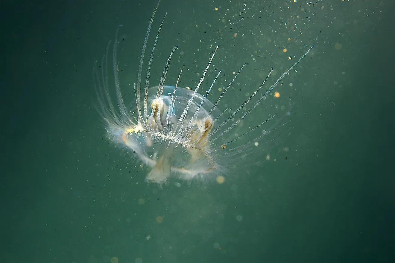Freshwater jellyfish (Craspedacusta sowerbii)