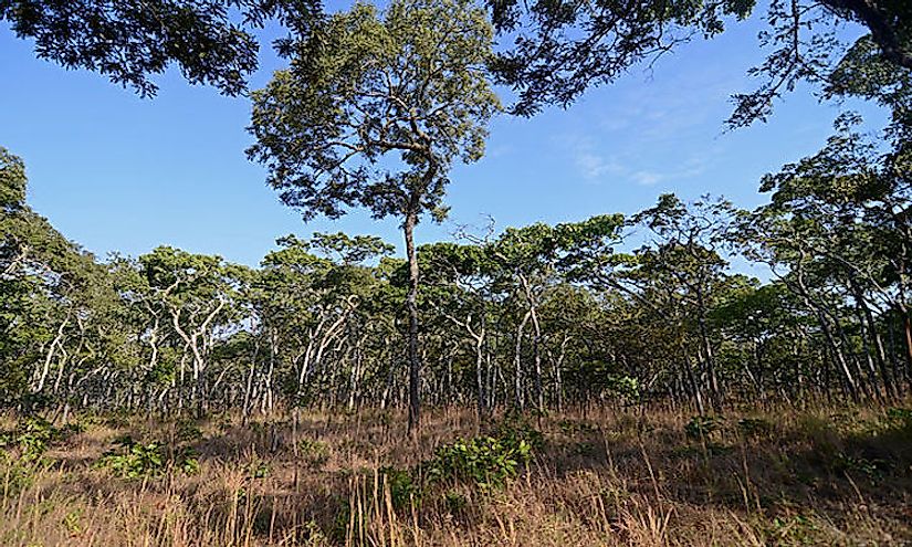 A landscape of the ​Eastern Miombo Woodlands​.